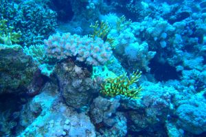 EGIPTO, MAR ROJO, SMALL CRACK -  Sharm el-Sheij Egipto foto 8