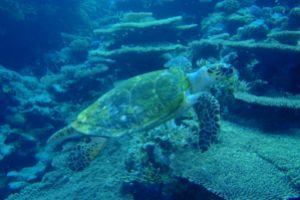 EGIPTO, MAR ROJO, WHOODHOUSE REEF -  Sharm el-Sheij Egypt