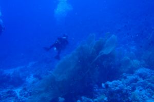 EGIPTO, MAR ROJO, THOMAS REEF -  Sharm el-Sheij Egypt