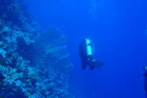 EGIPTO, MAR ROJO, THOMAS REEF -  Sharm el-Sheij Egypt foto 1