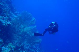 EGIPTO, MAR ROJO, THOMAS REEF -  Sharm el-Sheij Egypt foto 2