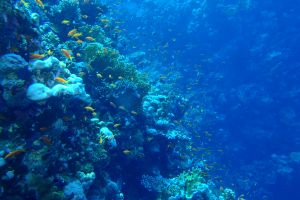 EGIPTO, MAR ROJO, THOMAS REEF -  Sharm el-Sheij Egypt foto 3