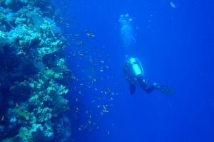 EGIPTO, MAR ROJO, THOMAS REEF -  Sharm el-Sheij Egypt foto 4