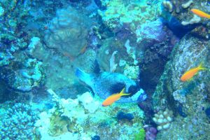 EGIPTO, MAR ROJO, THOMAS REEF -  Sharm el-Sheij Egypt foto 5