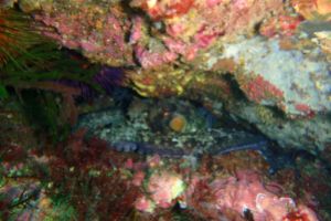 CANTABRICO, ISLARES, LANGOSTERO COTONERA - Cantabria Castro Urdiales Spain