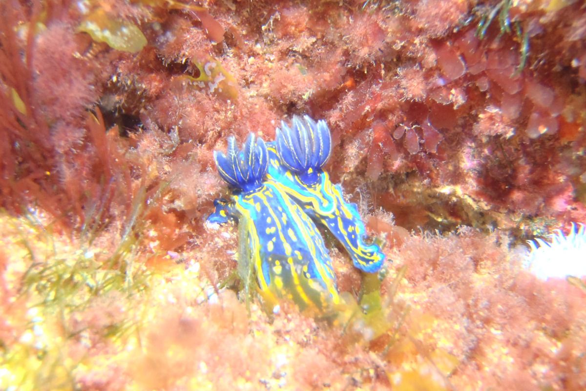 CANTABRICO, PEDREÑA, CAÑONES - Cantabria Pedreña Spain
