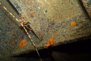 CANTABRICO, CIERVANA, EL DIANA - Bizkaia Ciérvana Spain foto 1