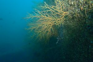 CANTABRICO, CIERVANA, EL DIANA - Bizkaia Ciérvana Spain foto 4