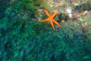 CANTABRICO, CIERVANA, EL DIANA - Bizkaia Ciérvana Spain foto 5