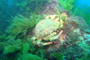 CANTABRICO, CIERVANA, EL DIANA - Bizkaia Ciérvana Spain foto 8