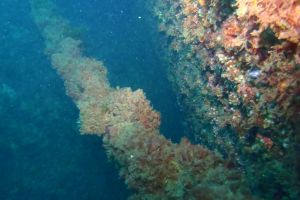 CANTABRICO, CIERVANA, EL DIANA - Bizkaia Ciérvana Spain foto 9