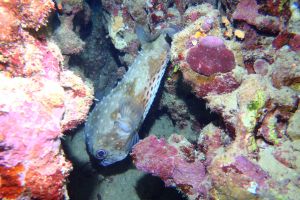 MAR ROJO, GORDON REEF -  Sharm el-Sheij Egypt foto 11