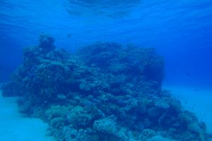 MAR ROJO, GORDON REEF -  Sharm el-Sheij Egypt foto 12