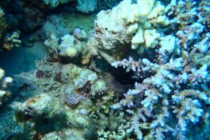 MAR ROJO, GORDON REEF -  Sharm el-Sheij Egypt foto 3