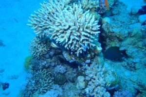 MAR ROJO, GORDON REEF -  Sharm el-Sheij Egypt foto 4