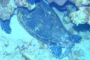 MAR ROJO, GORDON REEF -  Sharm el-Sheij Egypt foto 5