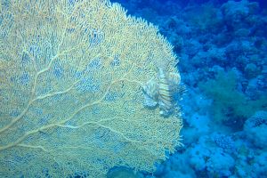 MAR ROJO, GORDON REEF -  Sharm el-Sheij Egypt foto 7