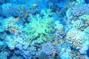 MAR ROJO, GORDON REEF -  Sharm el-Sheij Egypt foto 9