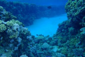 MAR ROJO, GORDON REEF -  Sharm el-Sheij Egypt