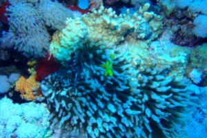 EGIPTO, MAR ROJO, JACKSON REEF -  Sharm el-Sheij Egypt