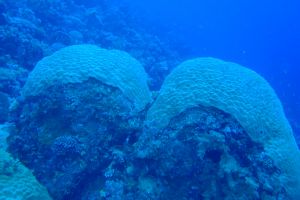 EGIPTO, MAR ROJO, JACKSON REEF -  Sharm el-Sheij Egypt foto 3