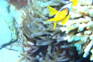 EGIPTO, MAR ROJO, JACKSON REEF -  Sharm el-Sheij Egypt foto 4