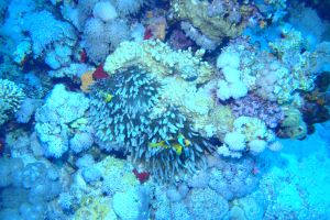 EGIPTO, MAR ROJO, JACKSON REEF -  Sharm el-Sheij Egypt foto 5