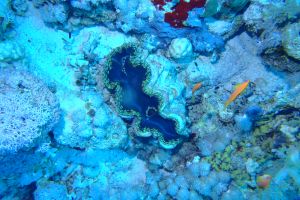 EGIPTO, MAR ROJO, JACKSON REEF -  Sharm el-Sheij Egypt foto 8