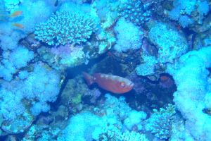 EGIPTO, MAR ROJO, JACKSON REEF -  Sharm el-Sheij Egypt foto 10