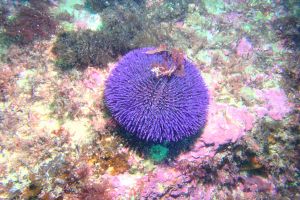 CANTABRICO, PEDREÑA, LA CATEDRAL - Cantabria Pedreña Spain foto 1