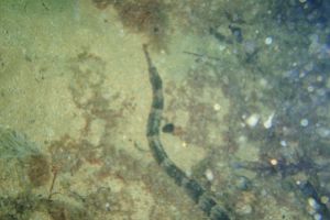 CANTABRICO, ISLARES, BARANDILLA - Cantabria Islares Spain