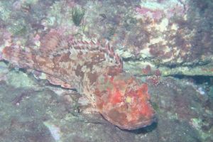 CANTABRICO, HONDARRIBIA, LOS ESCALONES - Gipuzkoa Fuenterrabía España foto 6