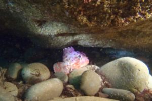 CANTABRICO, HONDARRIBIA, LAS CUEVAS, LUIS - Gipuzkoa Fuenterrabía Spain