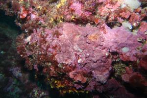 CANTABRICO, HONDARRIBIA, LAS CUEVAS, LUIS - Gipuzkoa Fuenterrabía España foto 7