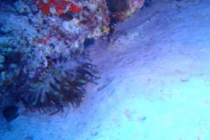 RIVIERA MAYA, EL CAÑON - Quintana Roo Playa del Carmen Mexico