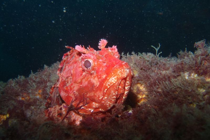 CANTABRICO - HONDARRIBIA - CALA LOS FRAILES - Gipuzkoa Fuenterrabía España