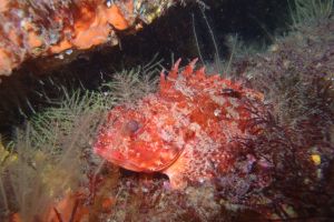 CANTABRICO - HONDARRIBIA - CALA LOS FRAILES - Gipuzkoa Fuenterrabía España foto 1