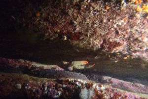 CANTABRICO - HONDARRIBIA - CALA LOS FRAILES - Gipuzkoa Fuenterrabía España foto 2