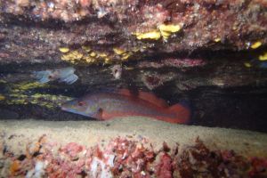 CANTABRICO - HONDARRIBIA - CALA LOS FRAILES - Gipuzkoa Fuenterrabía España foto 3