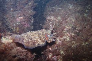 CANTABRICO - HONDARRIBIA - CALA LOS FRAILES - Gipuzkoa Fuenterrabía España foto 4