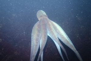 CANTABRICO - HONDARRIBIA - CALA LOS FRAILES - Gipuzkoa Fuenterrabía España foto 5