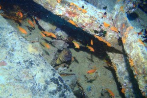 EGIPTO, MAR ROJO, THE SS THISTLEGORM -  sharm el-Sheij Egipto foto 7