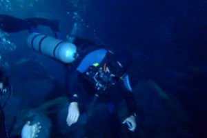 RIVIERA MAYA, CHIKIN HA - Quintana Roo CENOTE CHIKINHA Mexico
