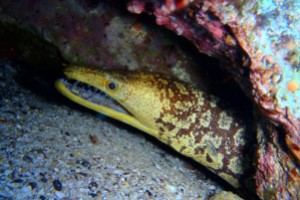 ISLA DE LOBOS, LAS SETAS - Las Palmas Puerto Calero Spain