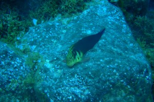LANZAROTE, MALA CHARCO DEL PALO IZ - Las Palmas Haría España foto 1