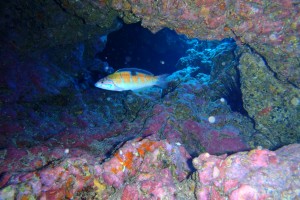 LANZAROTE, MALA CHARCO DEL PALO IZ - Las Palmas Haría España foto 3