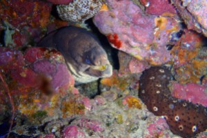 LANZAROTE, MALA CHARCO DEL PALO DE - Las Palmas Haría Spain