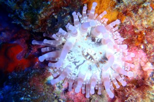 Lanzarote, RICHIES PLACE - Las Palmas Puerto del Carmen España foto 1