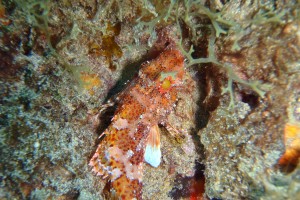 Lanzarote, RICHIES PLACE - Las Palmas Puerto del Carmen España foto 6