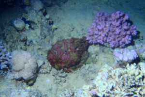 MAR ROJO, GORDON REEF -  Sharm el-Sheij Egypt